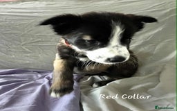 Mixed Breed dogs for sale: Belgian malinois x German shepherd puppies - Image 36