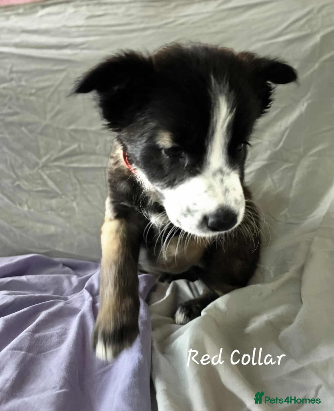 Mixed Breed dogs for sale: Belgian malinois x German shepherd puppies - Image 36