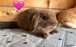 Mini Lop rabbits for sale: 4 beautiful mini lop babies  - Image 15