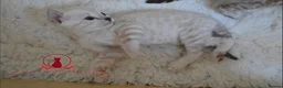Bengal cats for sale: ✨️New babies born. Brown and snow ✨️ - Advert 4
