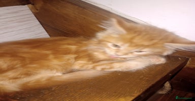 Maine Coon cats - Advert 13