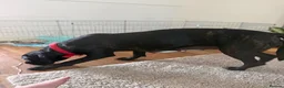 Cane Corso dogs for sale: Cane corso puppies - Advert 6