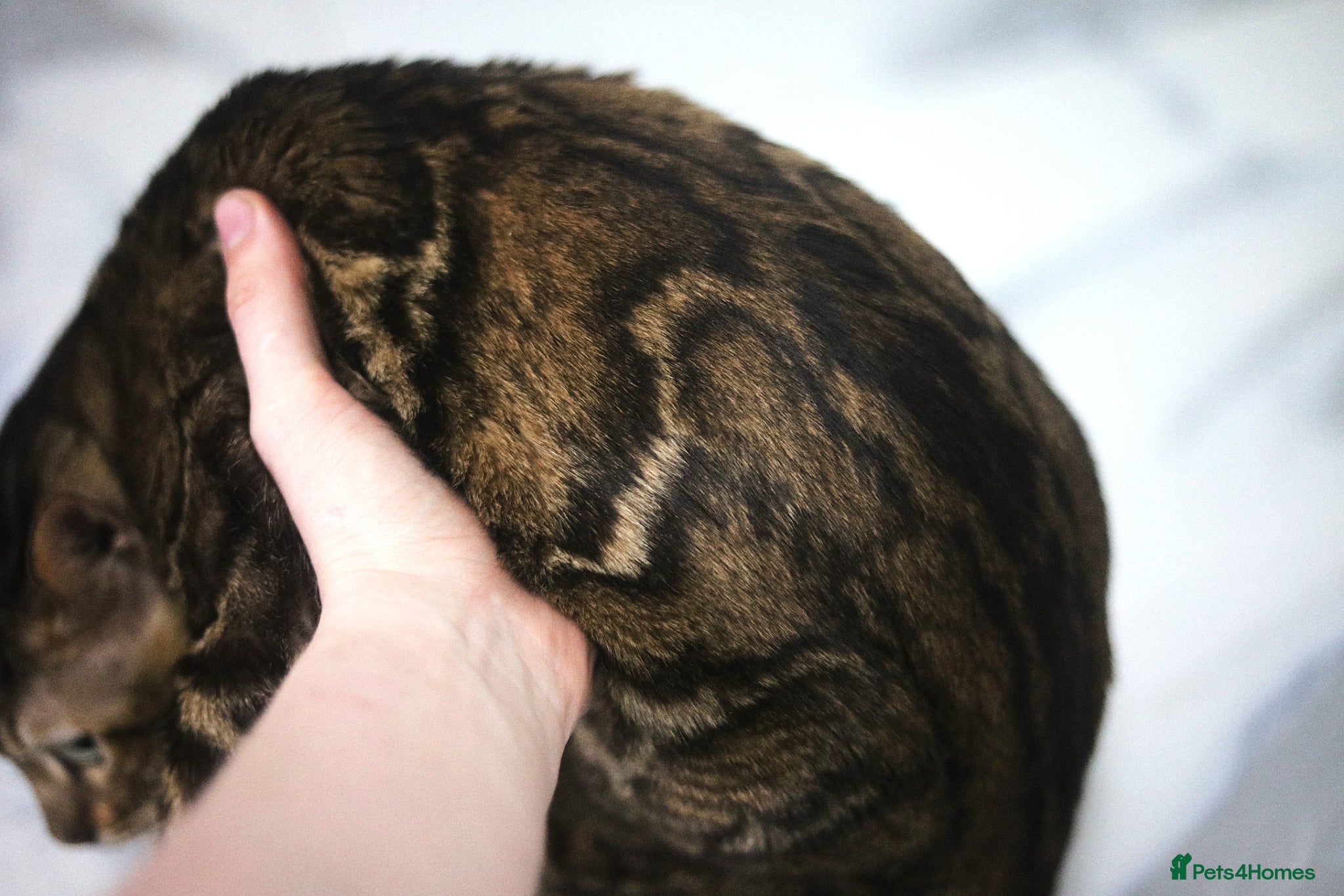 Bengal cats Unique Line Bengals Expected  - Advert 1