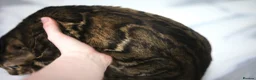 Bengal cats for sale: Unique Line Bengals Expected  - Advert 3