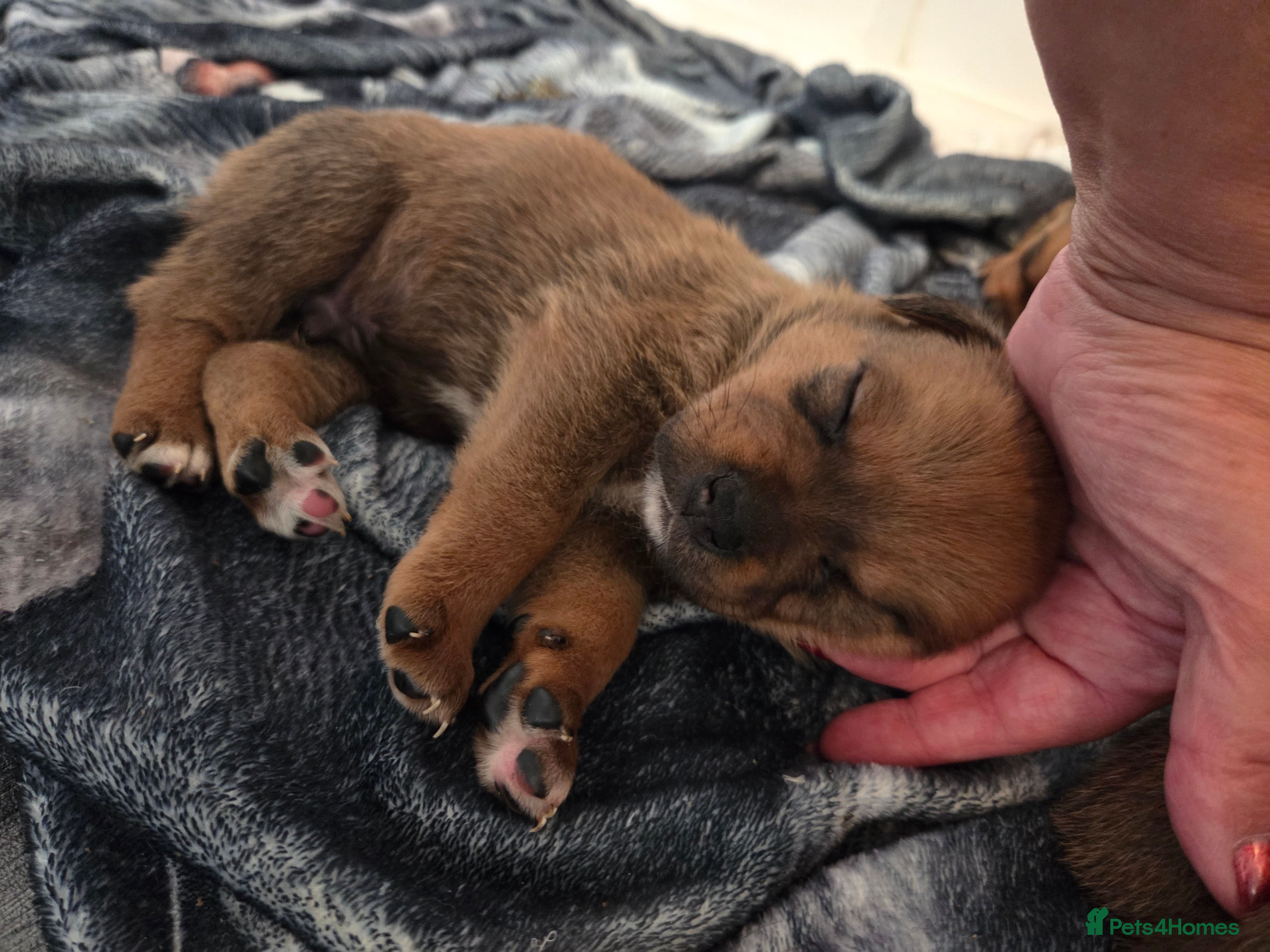 Mixed Breed dogs Beautiful coloured pups - Advert 2