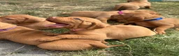 Hungarian Vizsla dogs for sale: Adorable Hungarian Vizsla Pups in Southport - Advert 5