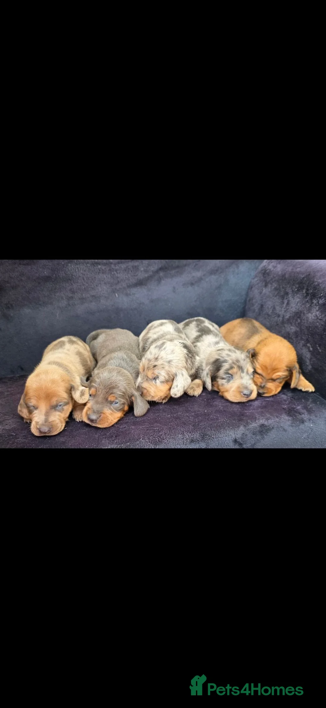 Dachshund dogs for sale: Outstanding litter of dachshunds - Advert 2