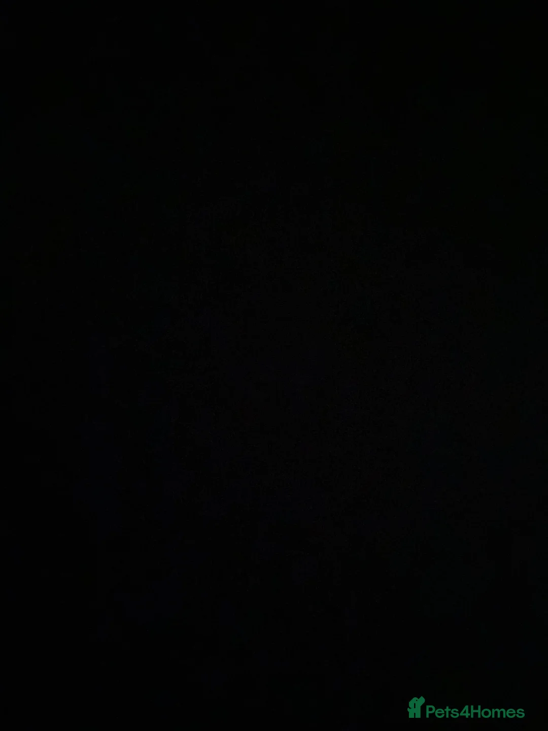 Akita dogs for sale: American Akita - Axel - Advert 4