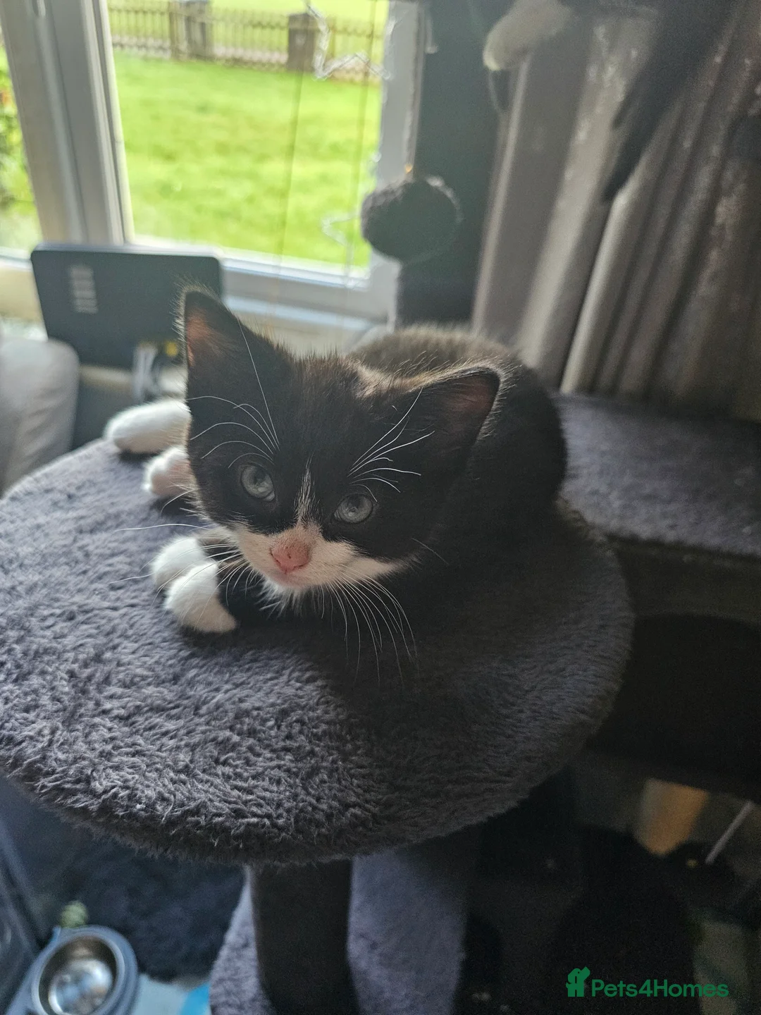 Mixed Breed cats for sale: Beautiful kitten ready now - Advert 3