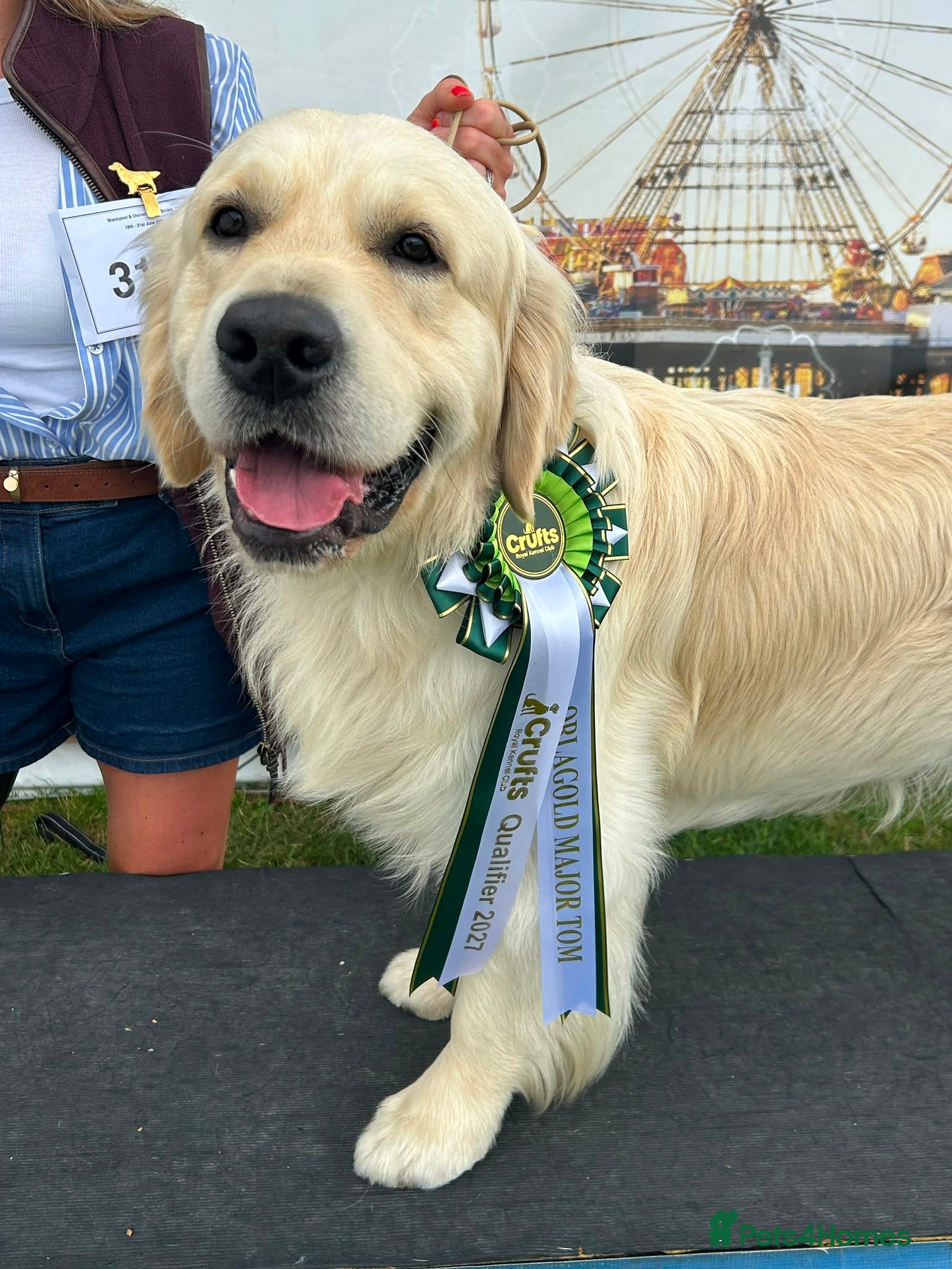 Golden Retriever dogs STUD DOG ‘ORLAGOLD MAJOR TOM’ (Ziggy)  - Advert 5