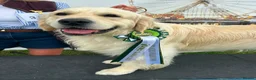 Golden Retriever dogs for stud: STUD DOG ‘ORLAGOLD MAJOR TOM’ (Ziggy)  - Advert 1