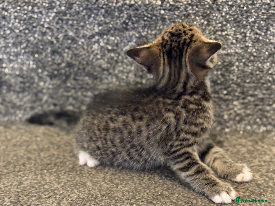 Mixed Breed cats for sale: 2 gorgeous kittens - Image 3