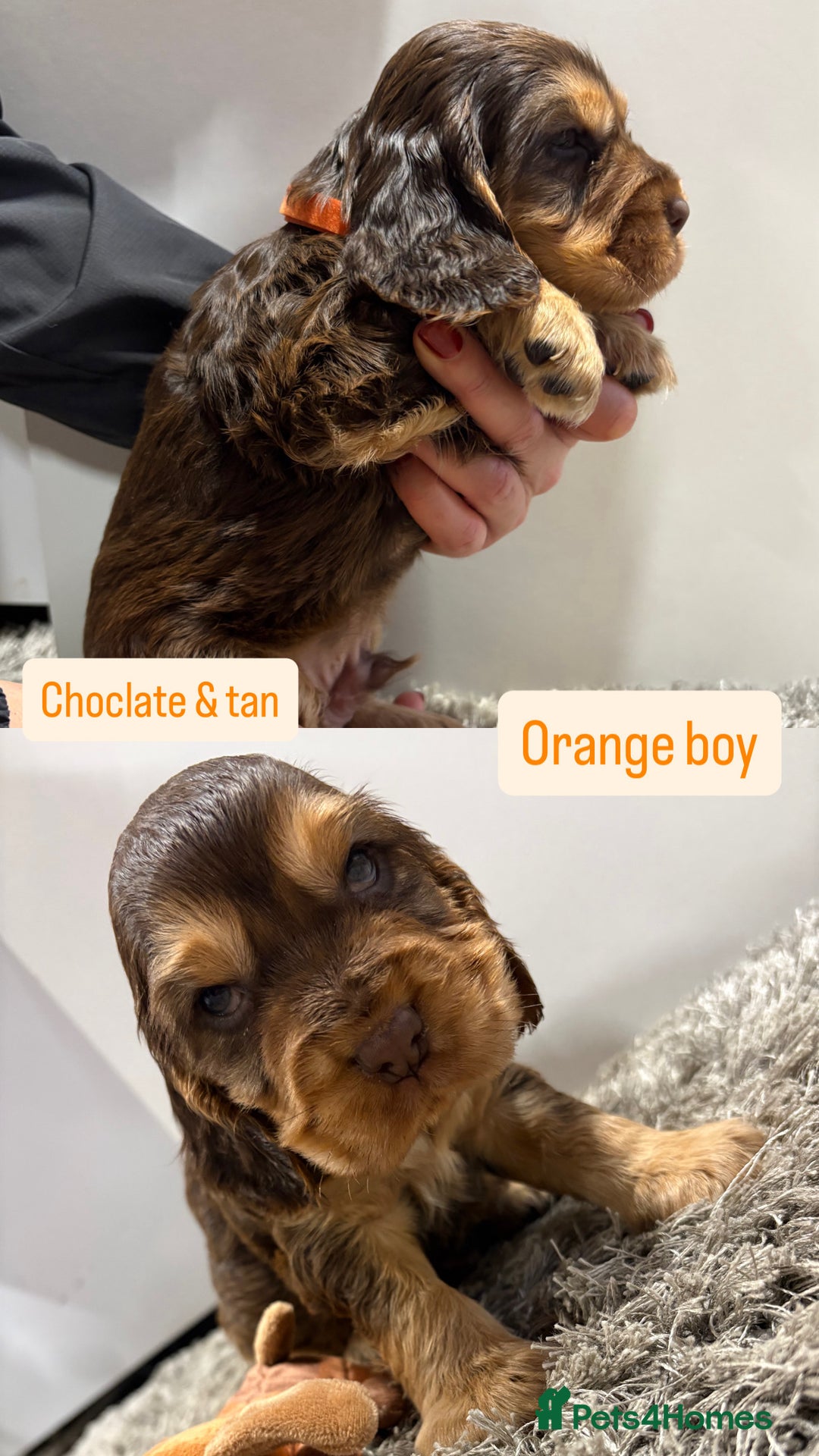 Cocker Spaniel dogs for sale: ✨STUNNING SABLE SHOW TYPE COCKER SPANIEL PUPPIES✨ - Advert 8