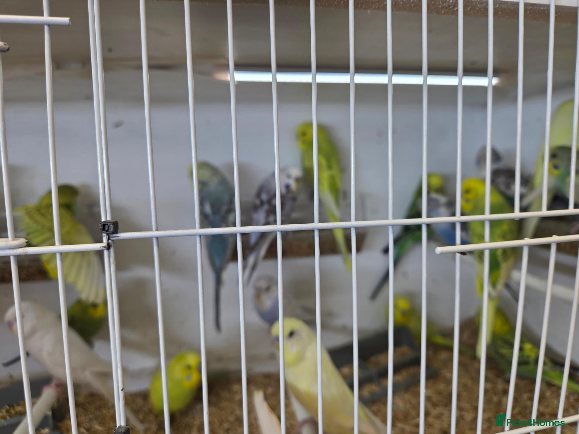Budgerigars birds Budgies - Advert 2