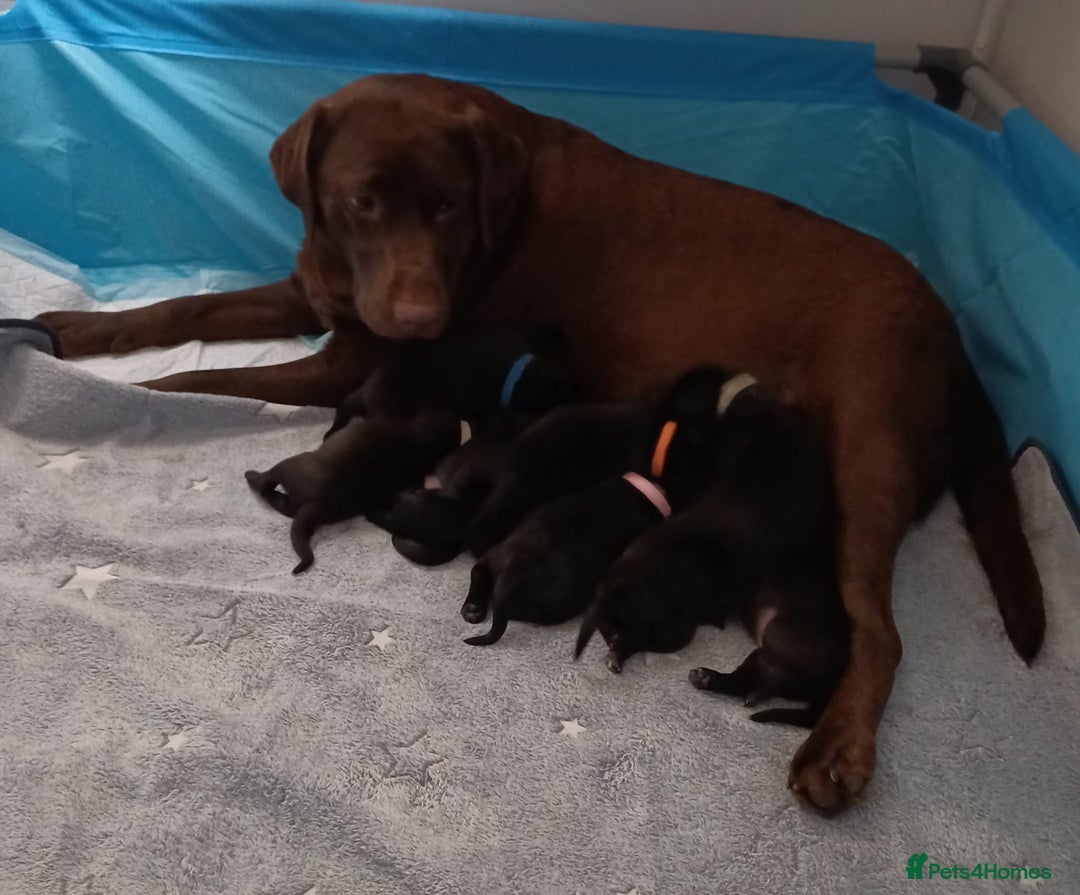 Labrador Retriever dogs for sale: Labrador puppies (ONLY now 2 left) - Image 3