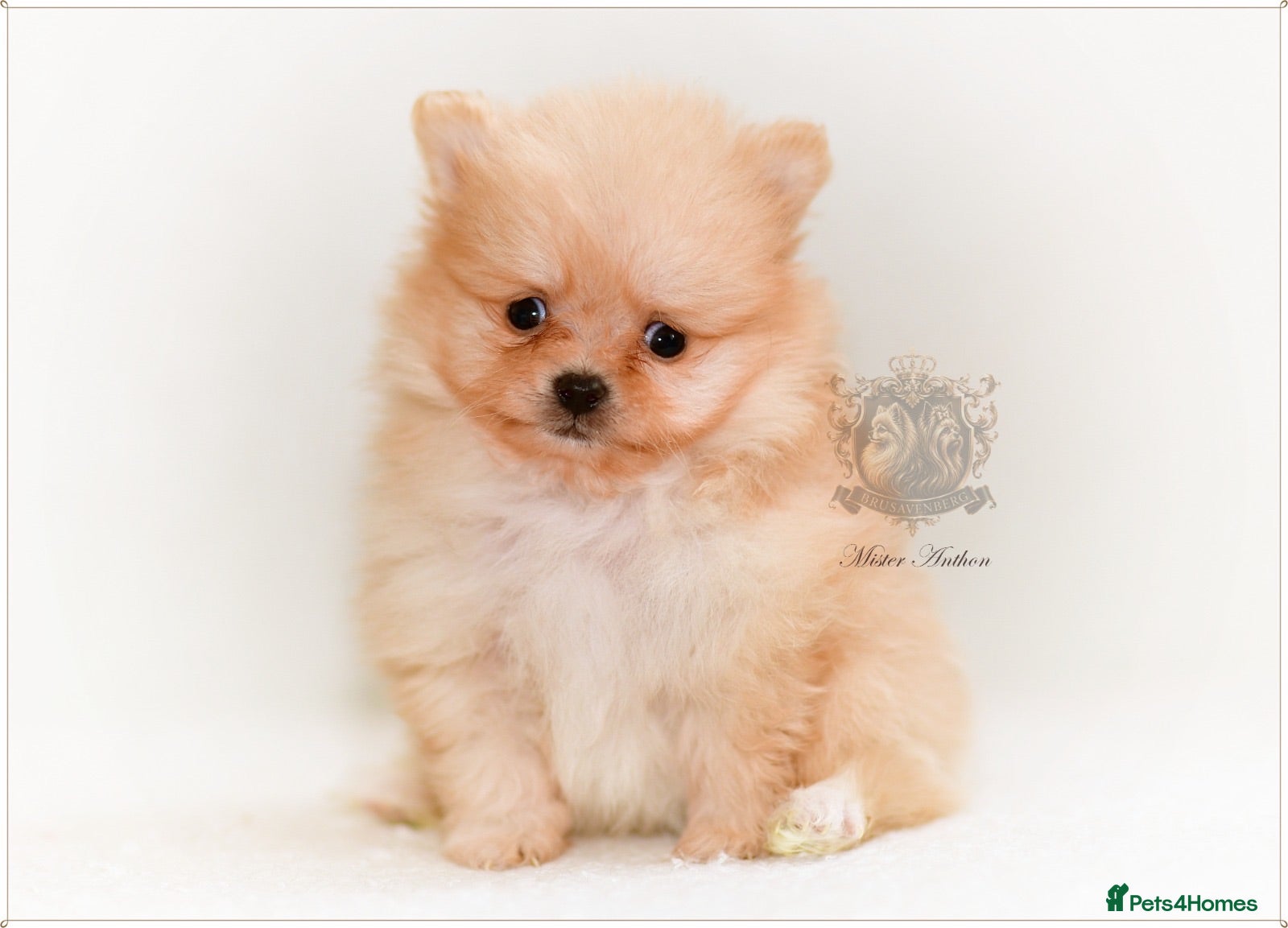 Pomeranian dogs KC DNA SHORT MUZZLE MINIATURE POMERANIAN PUPPIES - Advert 15