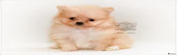Pomeranian dogs for sale: MINIATURE POMERANIAN PUPPIES - Advert 5