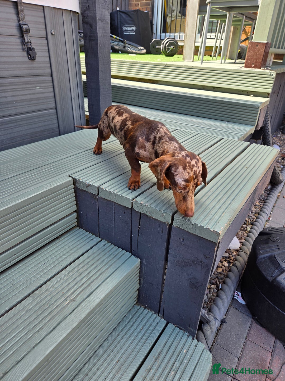 Miniature Dachshund dogs for stud: Choc & Tan Minature Dachshund STUD - Image 15