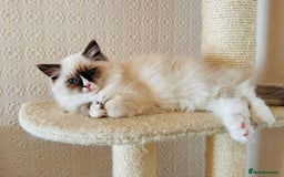 Ragdoll cats for sale: Adorable Kittens Looking for Their Forever Home - Image 16