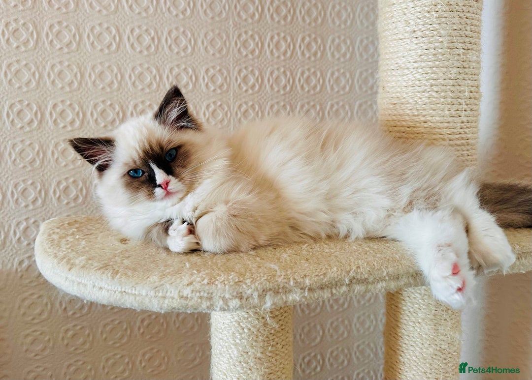Ragdoll cats for sale: Adorable Kittens Looking for Their Forever Home - Image 16