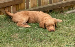 Labradoodle dogs for sale: Rudi Red  - Image 8