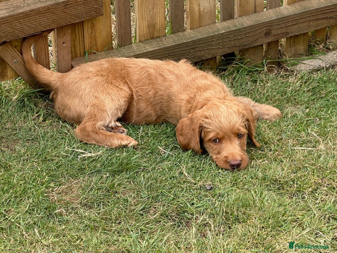 Labradoodle dogs for sale: Rudi Red  - Image 8