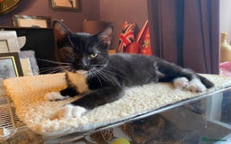 Mixed Breed cats for adoption: 4x 10 week rescue kittens waiting for homes - Image 12