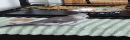 Cockatiels birds for sale: Male cockatiel  - Advert 9