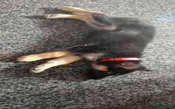Shepsky dogs for sale: 11 weeks shepsky  - Image 2