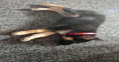 Shepsky dogs - Advert 11