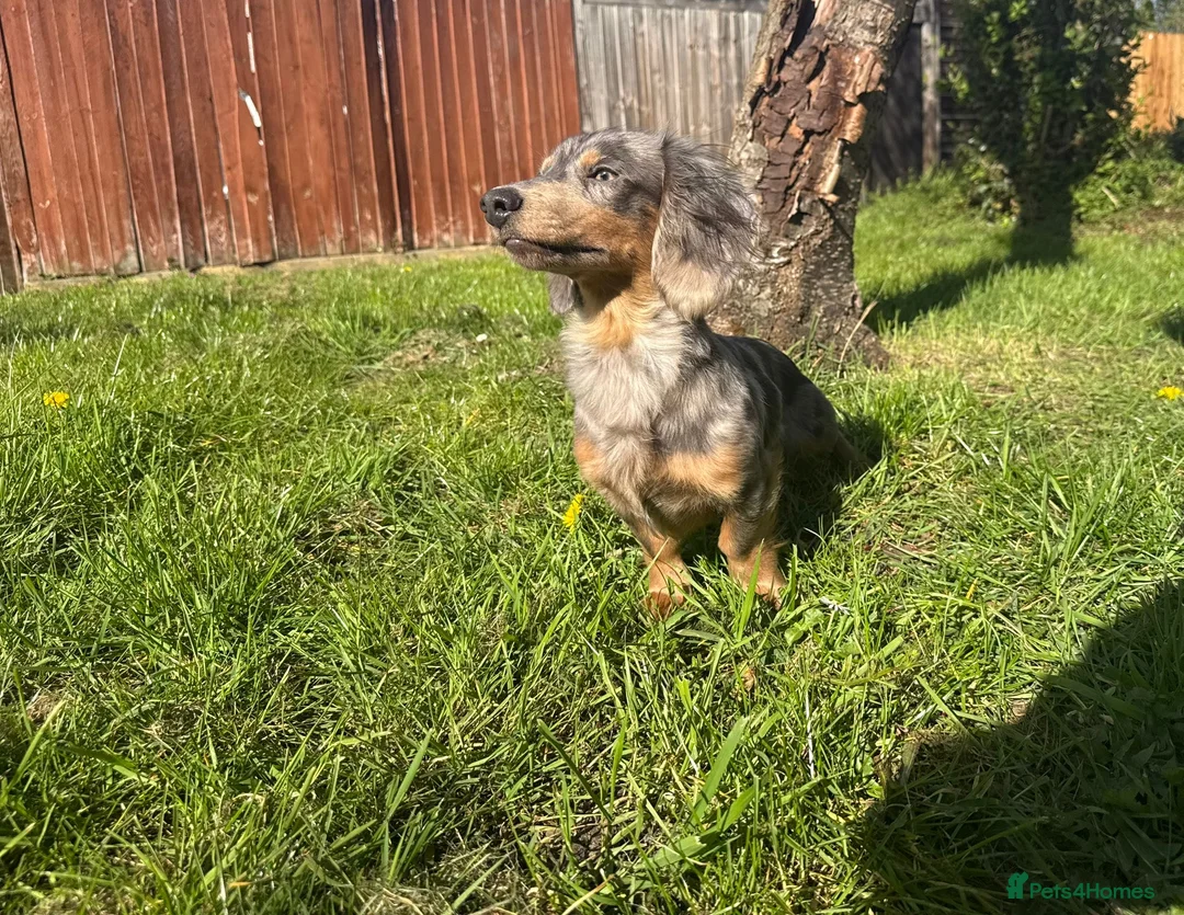 Miniature Dachshund dogs for stud: Blueberry muffin  - Advert 5