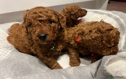 Toy Poodle dogs for sale: Adorable Deep Red Toy Poodle Puppies Available! 🐾 - Image 14