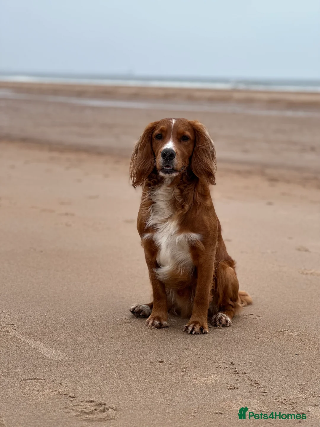 Cocker Spaniel dogs for stud: K.C Deep Red Working Cocker Proven Stud in Cramlington - Advert 13