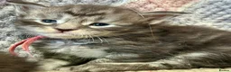 Maine Coon cats for sale: 6 Beautiful pedigree TICA reg Maine Coon kittens - Advert 12