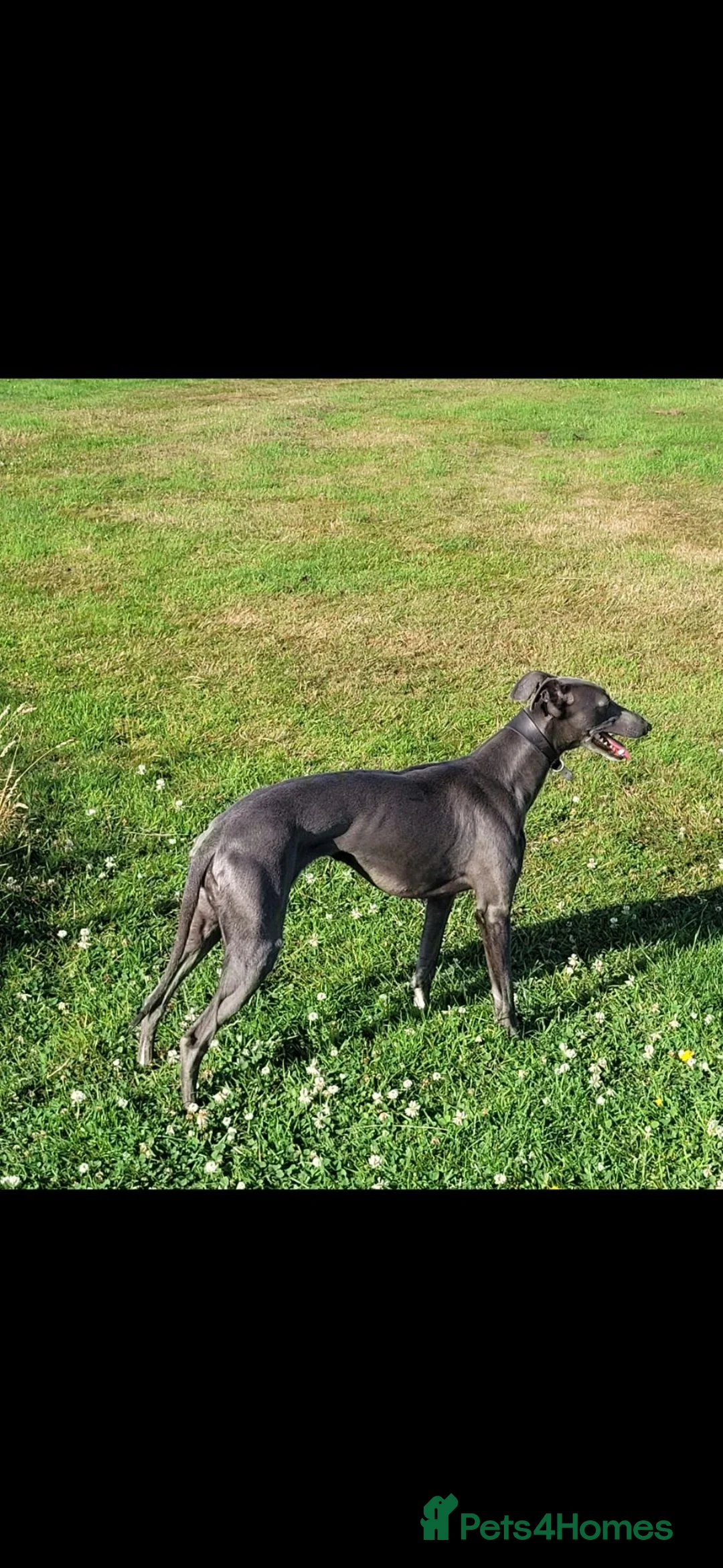 Mixed Breed dogs for sale: Bedlington x whippet pups first cross  - Advert 7