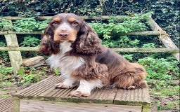 Cocker Spaniel dogs for sale: KC Show Type Cocker Spaniel Pups - Family Home  - Image 25