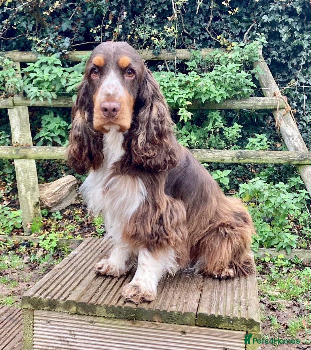 Cocker Spaniel dogs for sale: KC Show Type Cocker Spaniel Pups - Family Home  - Image 25