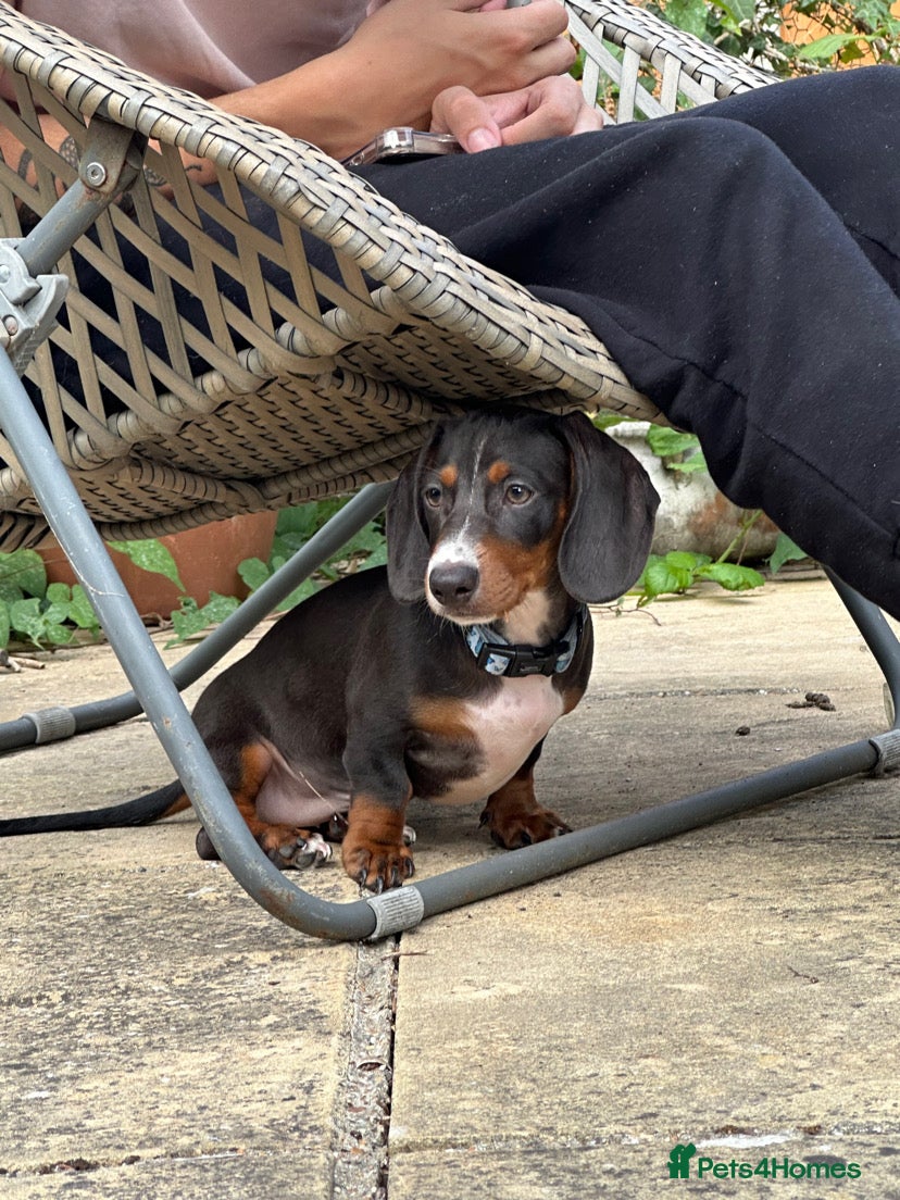 Dachshund dogs Dachshund puppy for rehome in Southsea - Advert 1