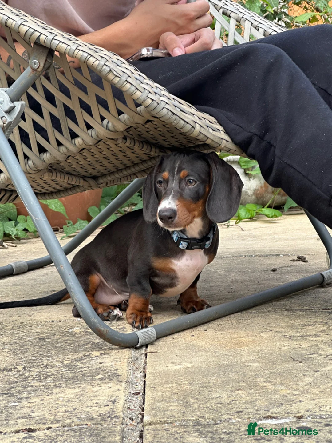 Dachshund dogs for sale: Dachshund puppy for rehome in Southsea - Advert 1