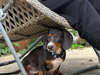 Dachshund dogs Dachshund puppy for rehome in Southsea - Advert 1