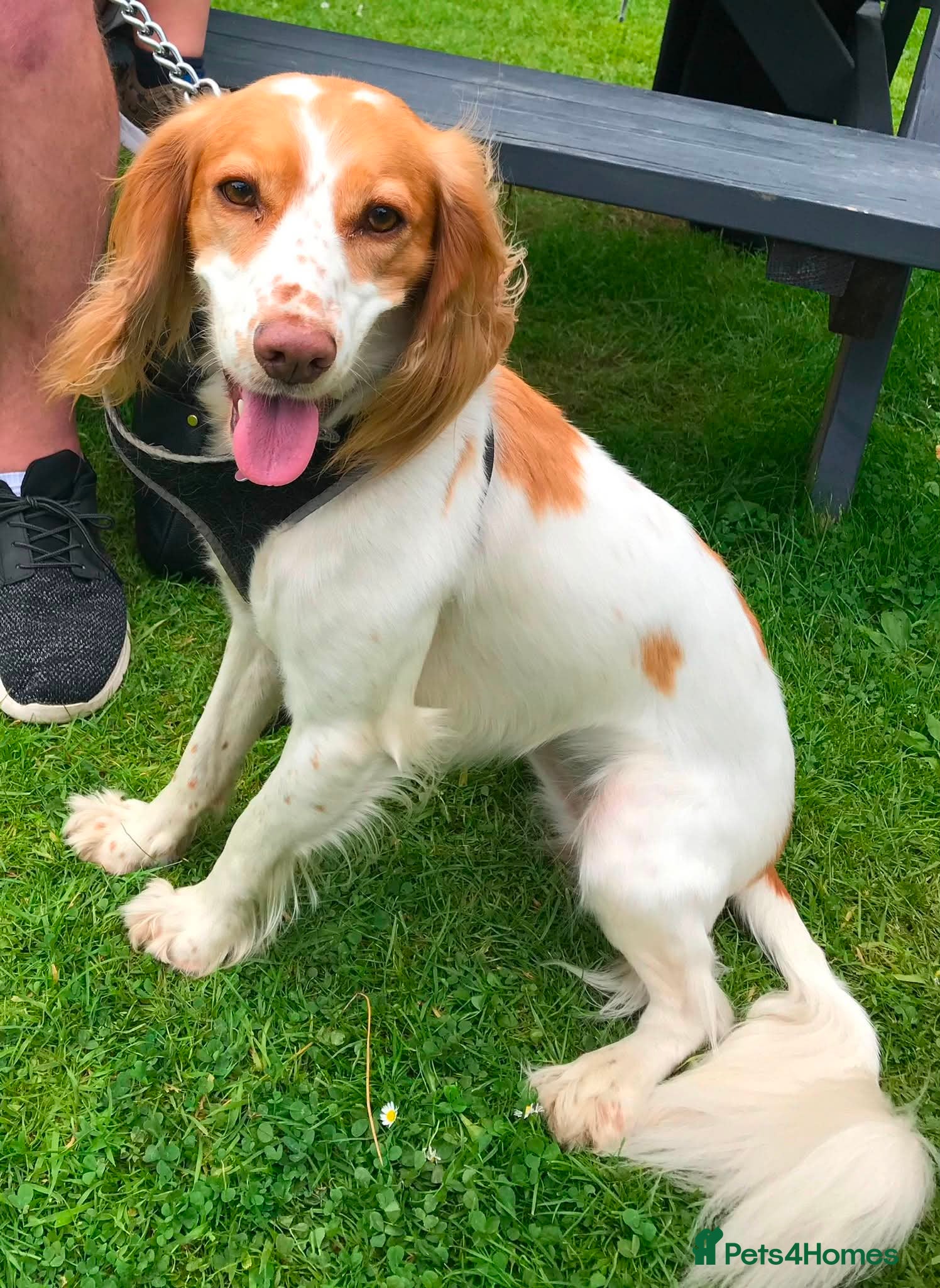 Cocker Spaniel dogs for adoption: Amber needs a loving home  - Advert 2