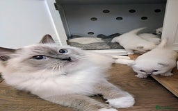 Ragdoll cats for sale: 🏆 🐾 Tica Registered EU Ragdoll Kittens 🐈 🏆 - Image 15
