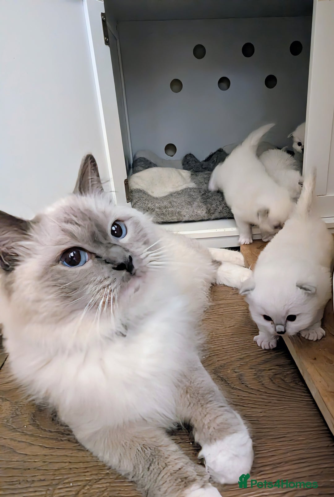Ragdoll cats for sale: 🏆 🐾 Tica Registered EU Ragdoll Kittens 🐈 🏆 - Image 15