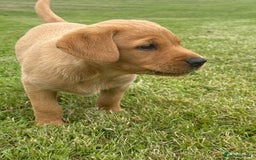 Labrador Retriever dogs for sale: Beautiful KC registered Labrador Pups - Image 4