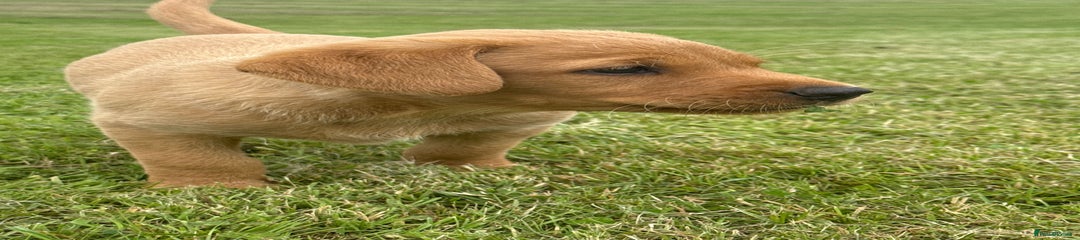 Labrador Retriever Bjorn