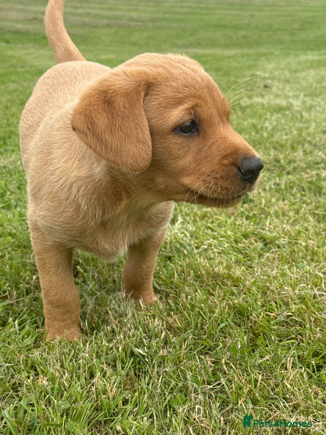 Labrador Retriever dogs for sale: Beautiful KC registered Labrador Pups - Image 4