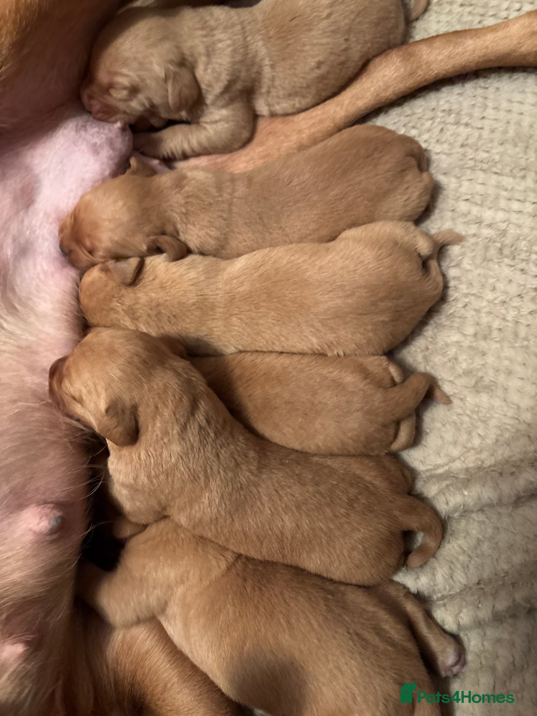 Labrador Retriever dogs for sale: Stunning kc fox red Labrador puppies  - Advert 3
