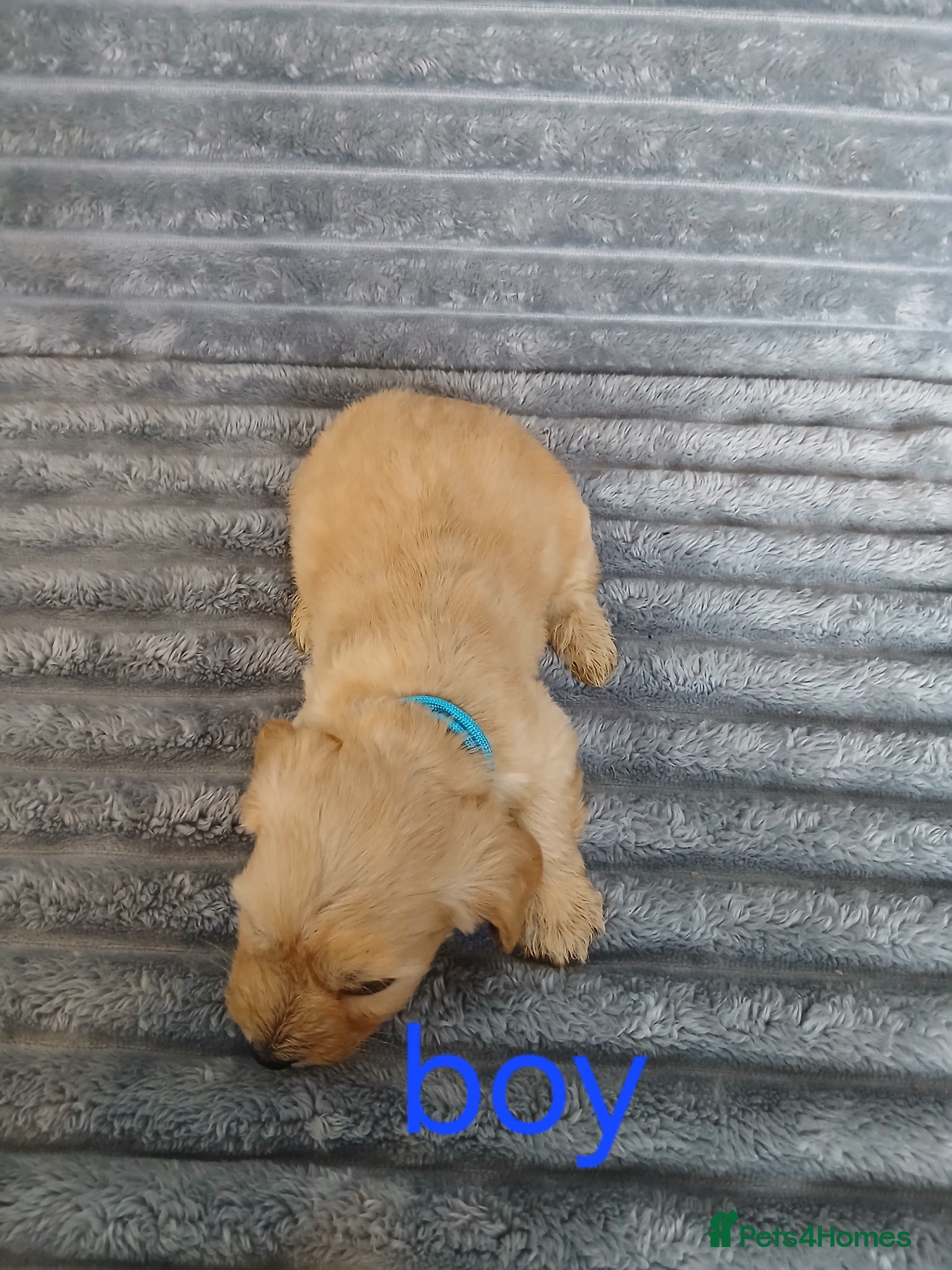 Mixed Breed dogs for sale: 8 dachshund x jack Russel puppies  in Henfield - Advert 19