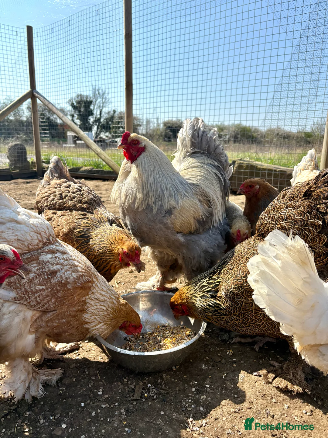 Chickens poultry for sale: Brahma Large Fowl Hatching Eggs - Advert 1