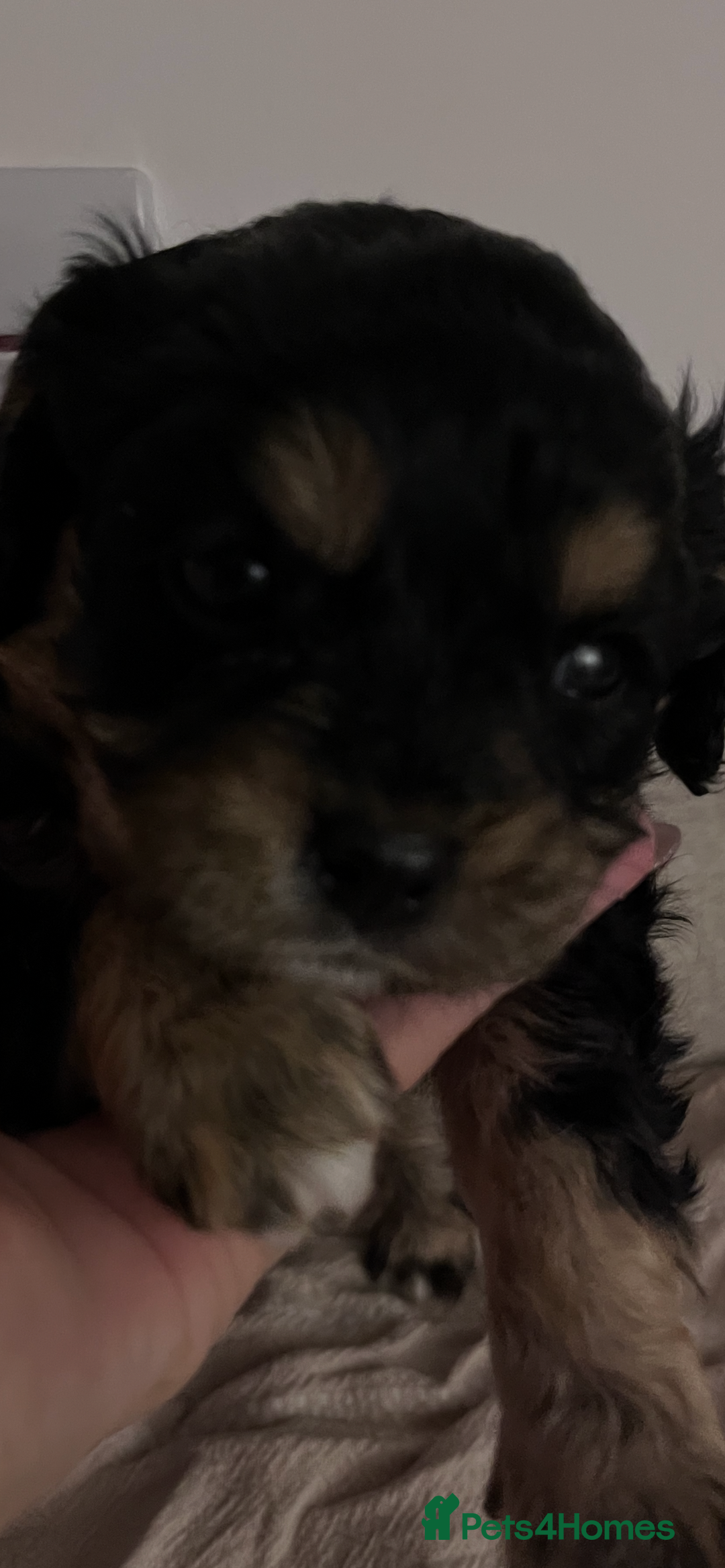 Cavapoo dogs for sale: STUNNING F1b REVERSE Cavapoos - Advert 26